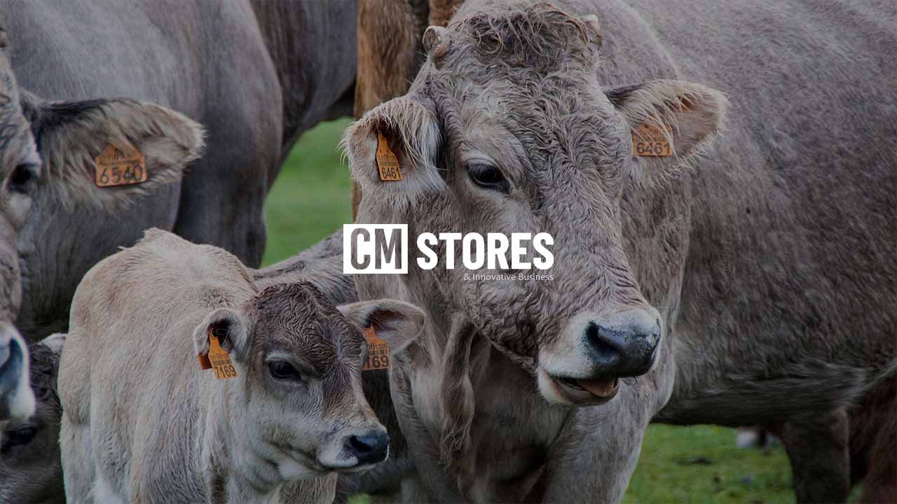 Comercial Mida, de CM Stores & Innovative Business, es una agrotienda digital ubicada en Lugo, Galicia. Opera su tienda eCommerce con la tecnología Shopify con un catálogo de más de 14.000 productos. Atiende tanto al mercado de animales de compañía (perros, gatos, peces, aves, etc.), como al sector ganadero y agrícola, con soluciones industriales para granjas, huertos y explotaciones profesionales. Tienen un catálogo muy extenso gestionado desde Shopify, con productos de calidad y buena rotación, pero su visibilidad en Google era prácticamente inexistente. No por falta de demanda, sino por falta de estructura. Sus principales ventas proveían del posicionamiento y reconocimiento online de su marca. El proyecto consistió en construir desde cero los cimientos digitales de un eCommerce con más de 14.000 productos que aún no tenía todas las categorías bien definidas, y convertir esa complejidad en una estructura optimizada, escalable, entendible para el usuario y visible para los buscadores.