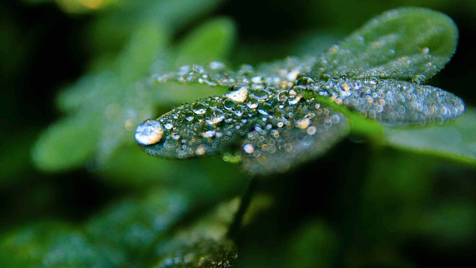 La preocupación por el cambio climático y la conciencia medioambiental, sigue aumentando cada año en las personas. Según un estudio de IBM, hasta un 77% de los consumidores dan más valor a un producto o servicio que sea sostenible, antes de comprarlo o contratarlo. Si quieres saber más sobre qué es el Marketing Sostenible, las estrategias de Marketing Ecológico que puedes aplicar en tu negocio, y ejemplos de empresas que ya aplican el Marketing Verde en sus productos o servicios, te lo contamos todo a continuación.